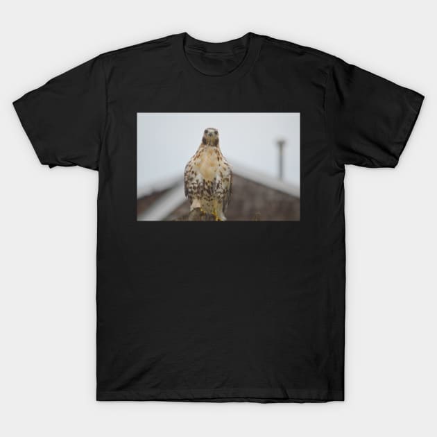 RedTail Hawk T-Shirt by Drgnfly4free